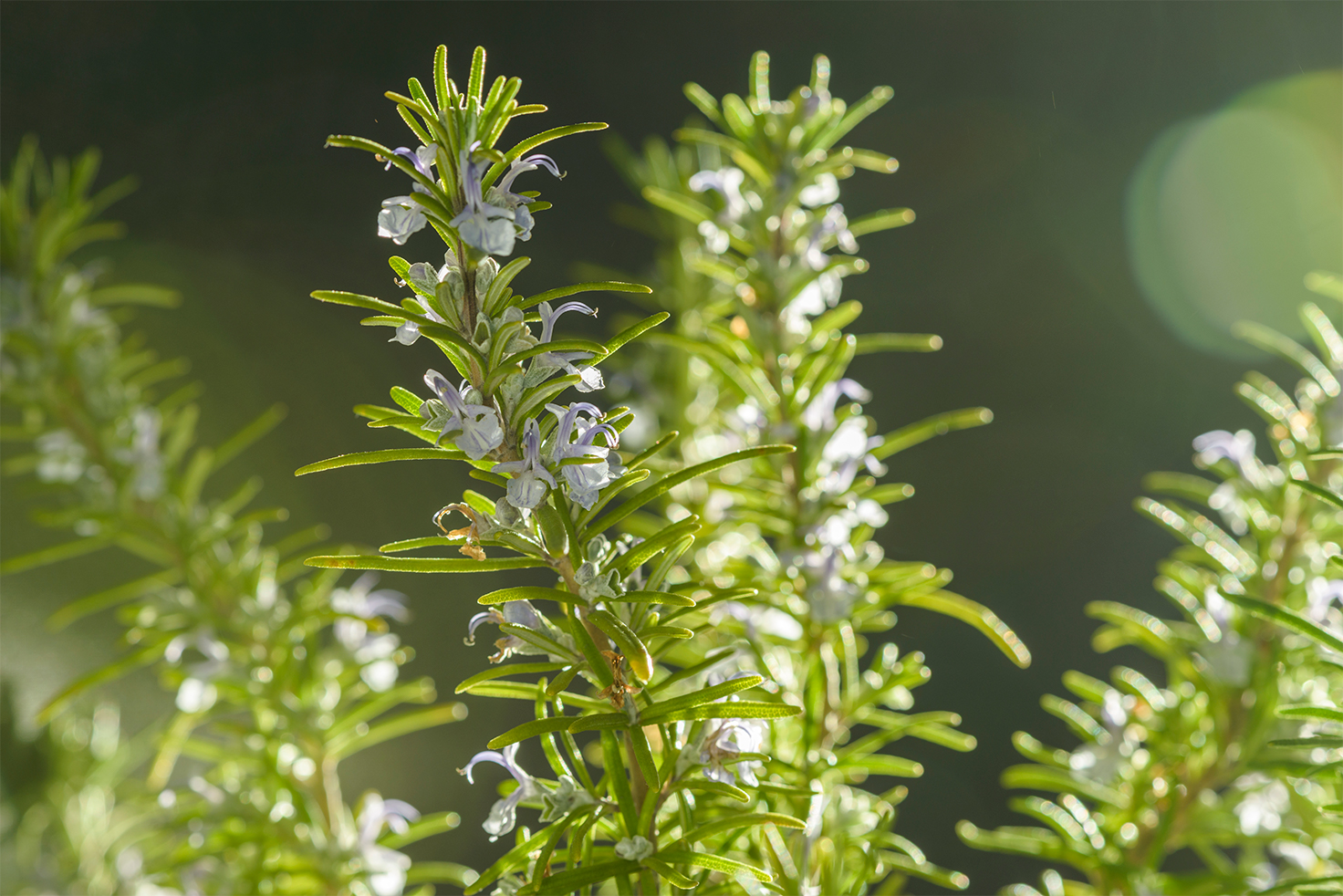 The Essentria® product line consists of five natural insect solutions, all of which offer long-residual control against a broad spectrum of pests.