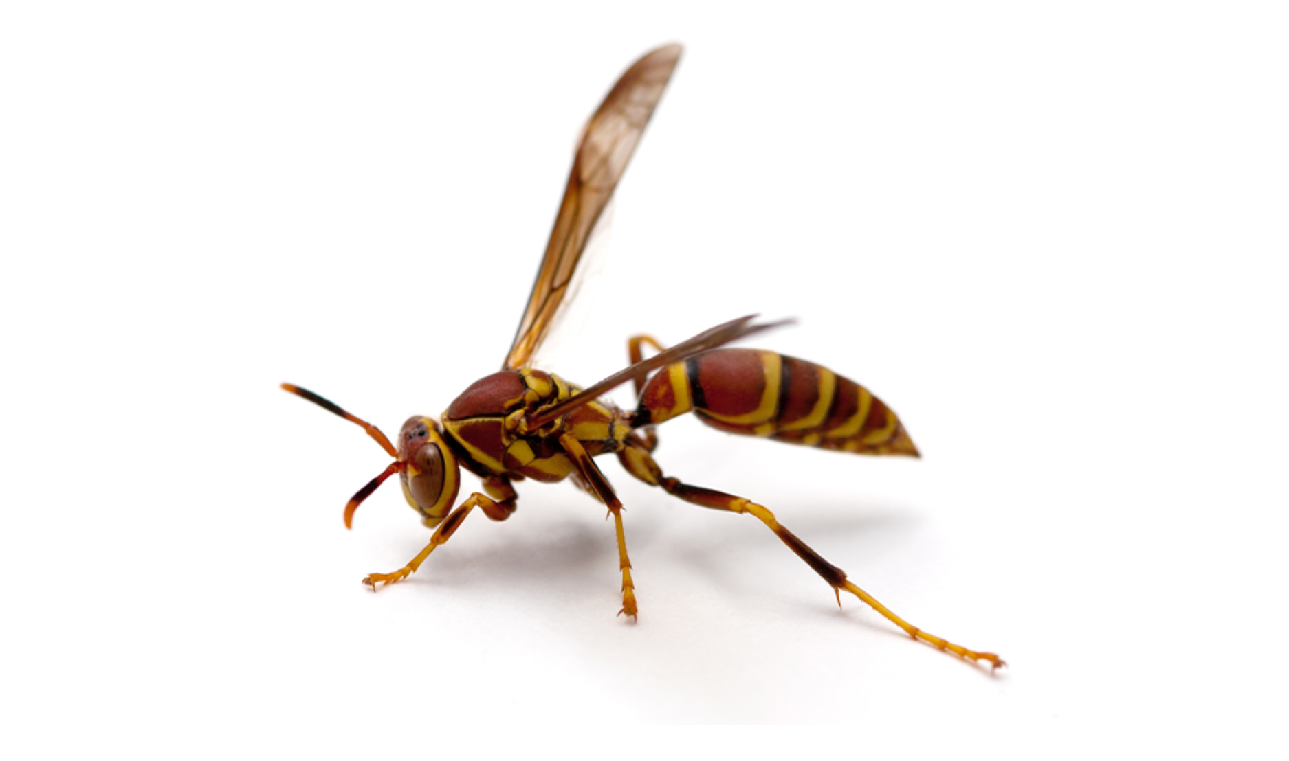 paper wasp