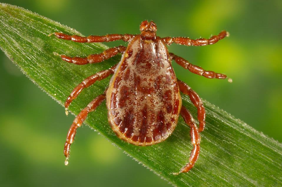 By preparing your team for the uptick in ticks with a combination of products and best practices, your pest control company will be able to help keep your customers safe from ticks all summer long. 