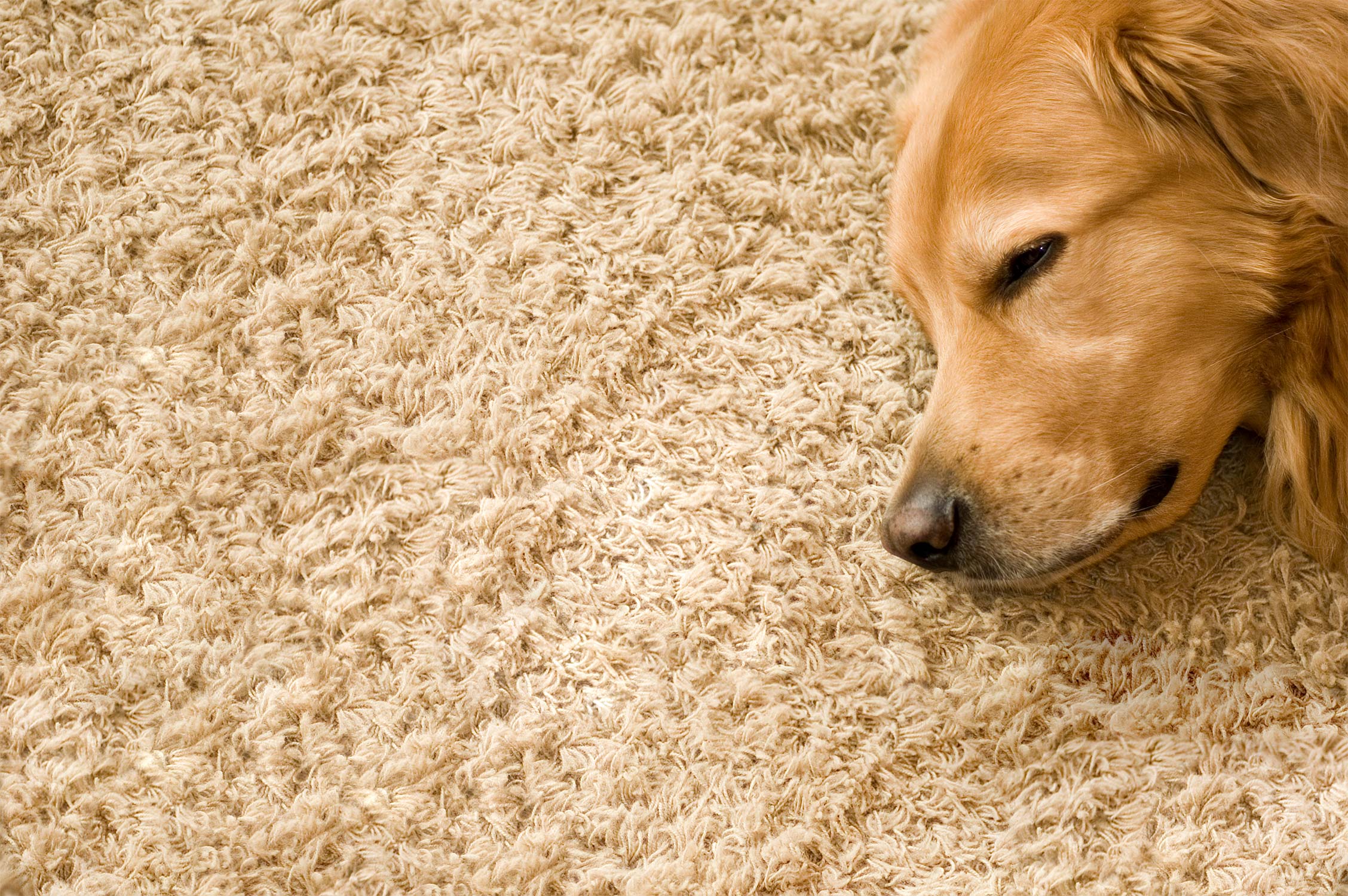 About a fifth of PMPs, 21 percent, expect to see a flea outbreak due to the effect of stay-at-home lifestyles. 