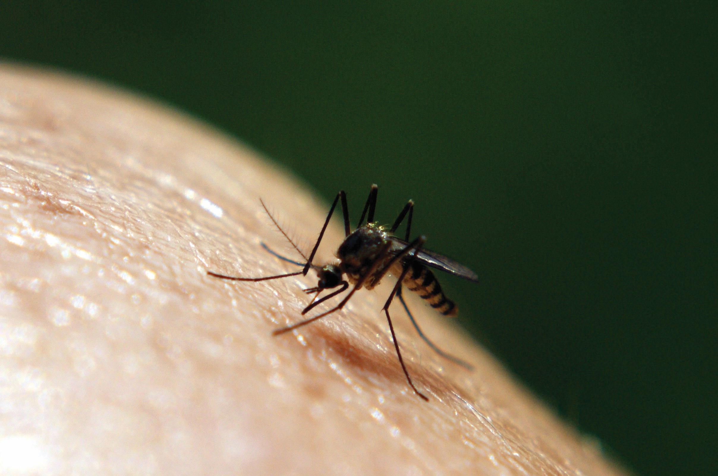 Mosquito swarm outdoors