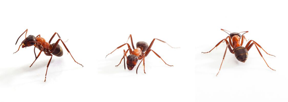 ants