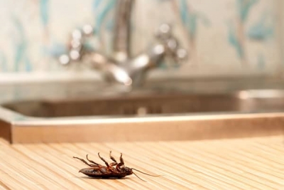Here are three roach resources to help your PMPs eliminate cockroach infestations and callbacks. 
