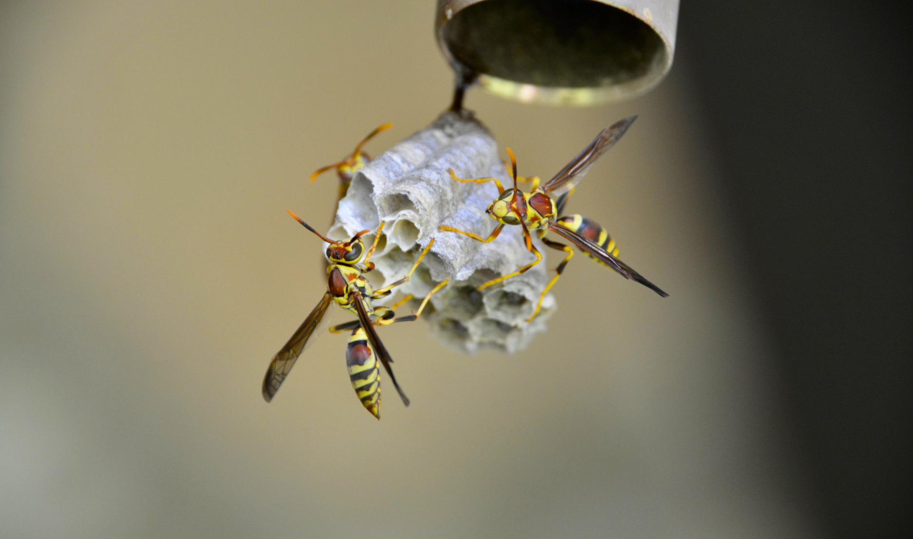 hornets