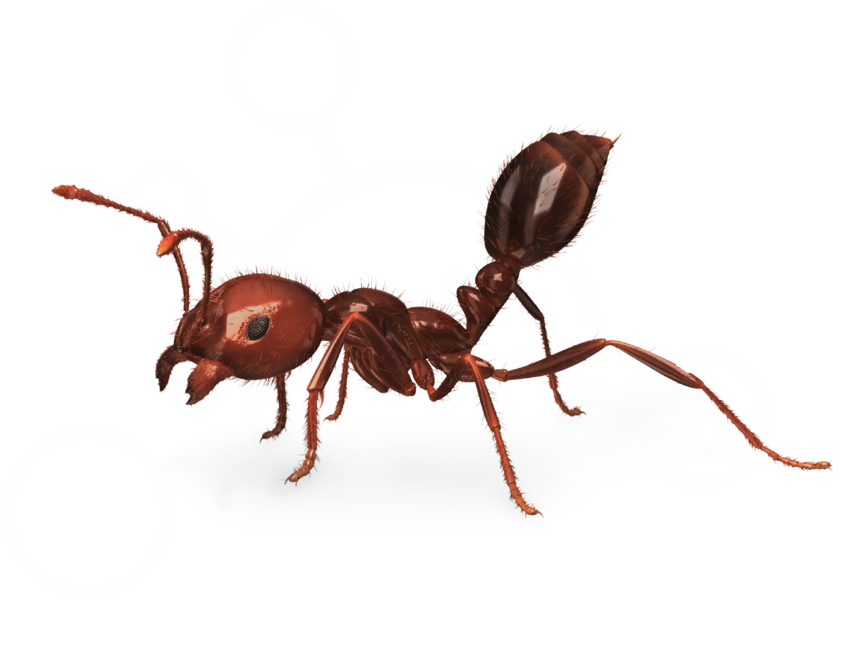 ants
