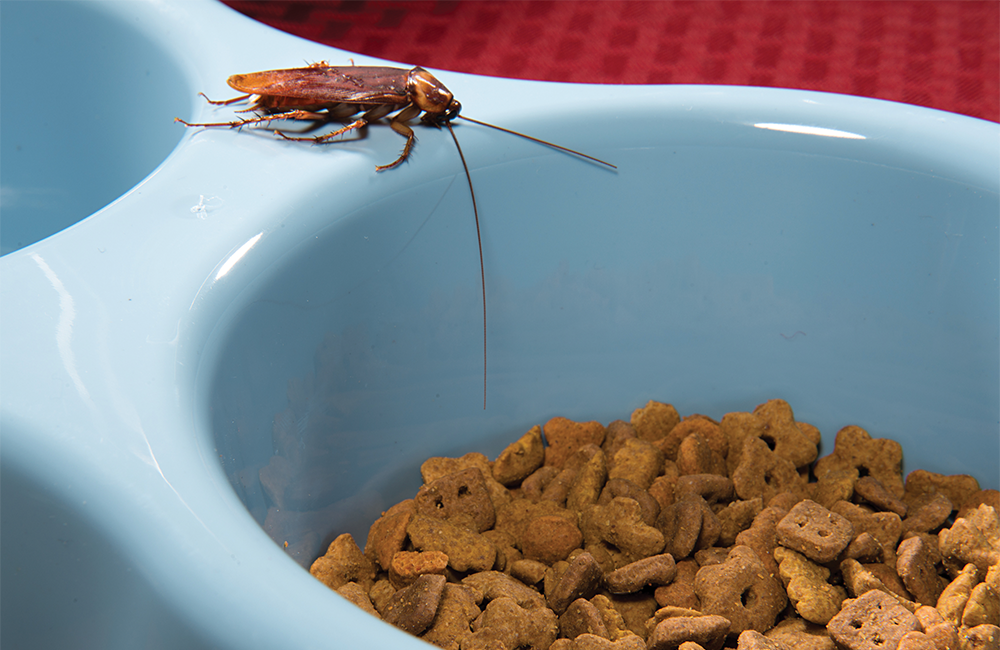 American cockroach on dog dish