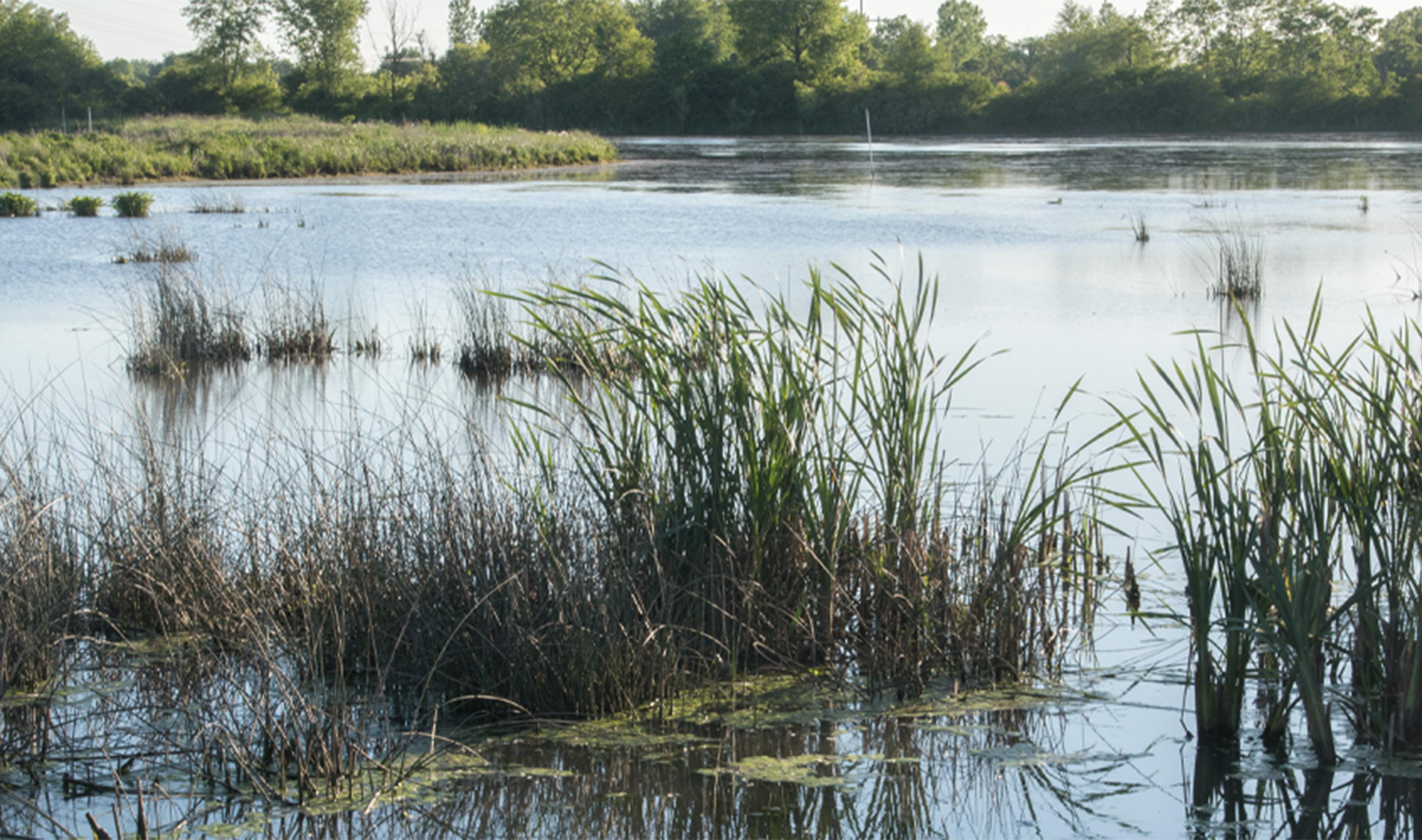 Central Mosquito Control