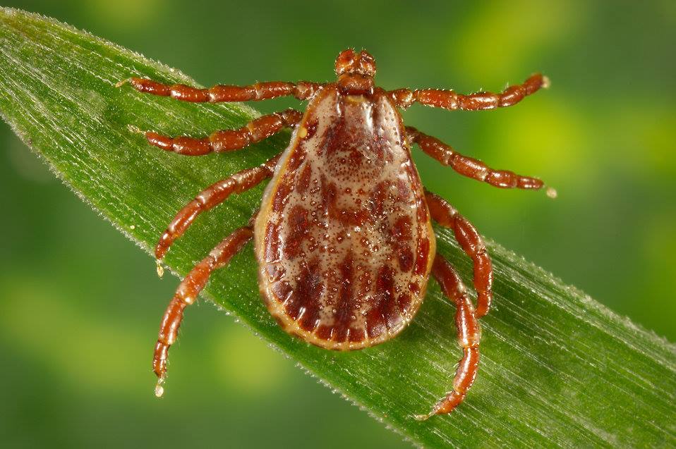 By preparing your team for the uptick in ticks with a combination of products and best practices, your pest control company will be able to help keep your customers safe from ticks all summer long.