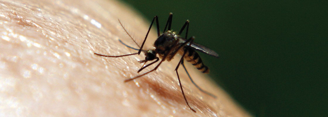 mosquito on skin 