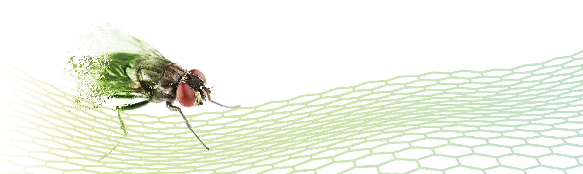 Flies Insects Zoëcon Professional Products