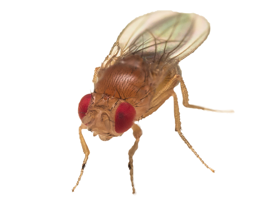 Flies Insects Zoëcon Professional Products