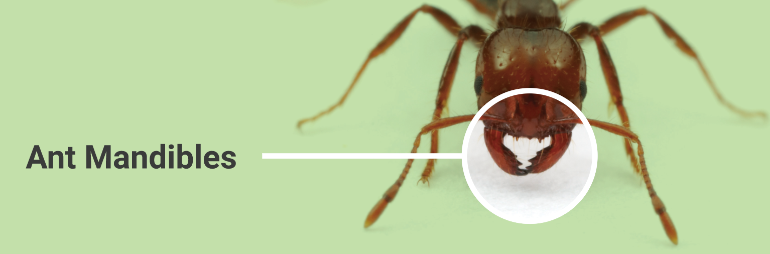 Ant Mandibles