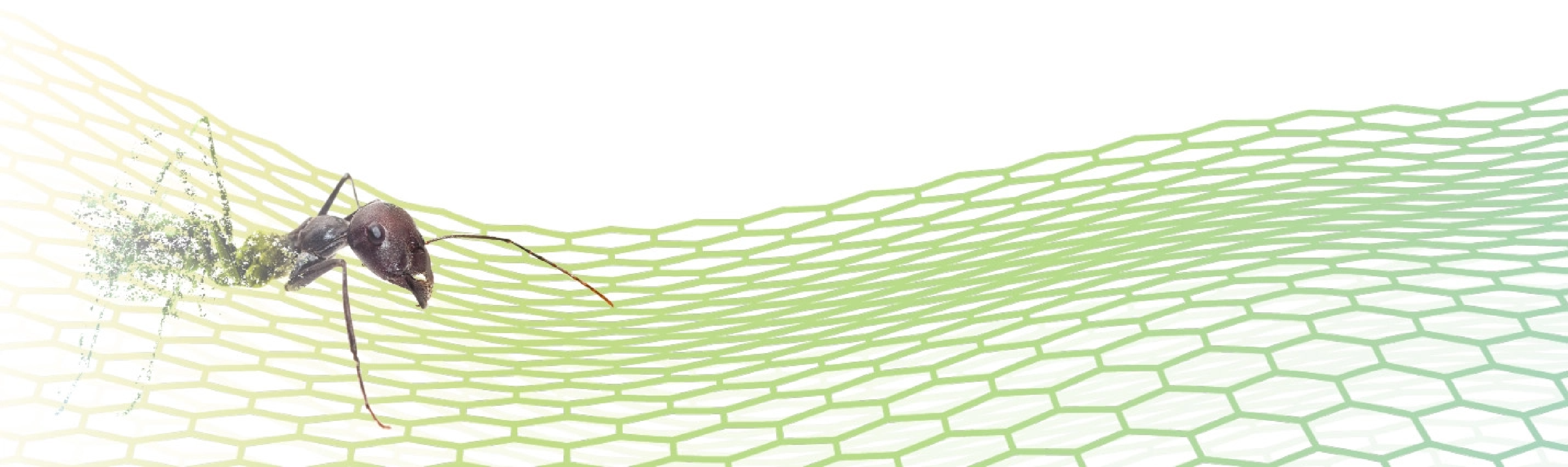 Ants Insects Zoëcon Professional Products