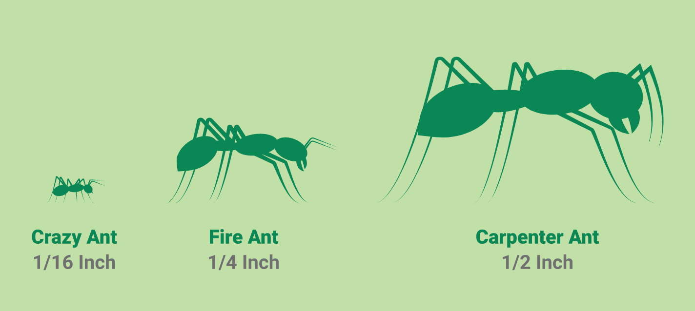 Crazy Ant Fire ant Carpenter Ant