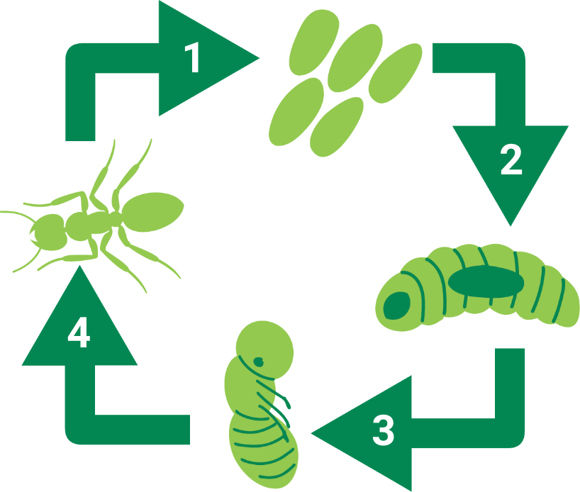Lifecycle
