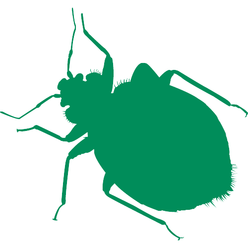 bed bug